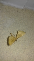 Gandaritis pyraliata