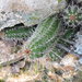 Echinocereus scheeri scheeri - Photo (c) Gaviota Tiznada,  זכויות יוצרים חלקיות (CC BY-NC), הועלה על ידי Gaviota Tiznada