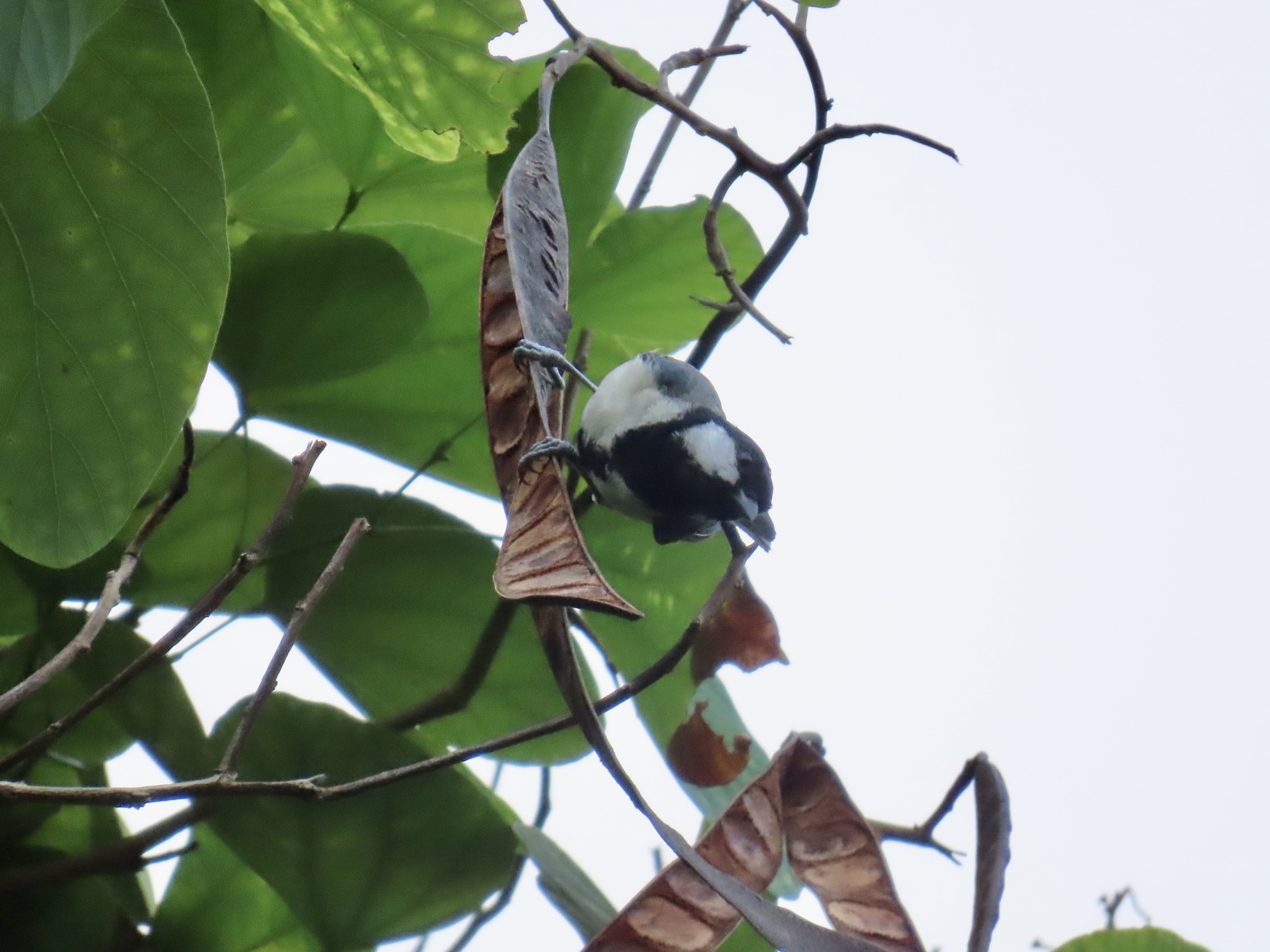 Cinereous Tit