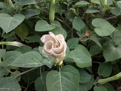Datura innoxia