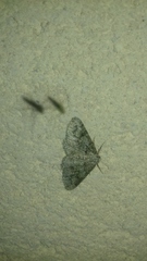 Cleorodes lichenaria