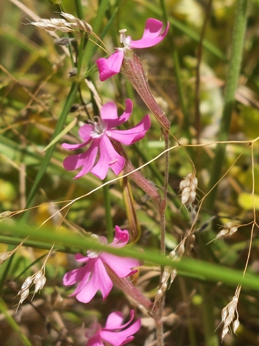 Image of Silene scabriflora by (c) Diego Rodríguez Hernández, some rights reserved (CC BY)