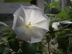Datura innoxia