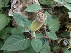 Datura innoxia
