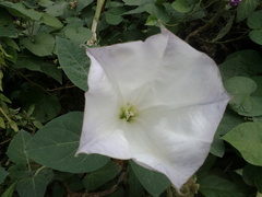 Datura innoxia