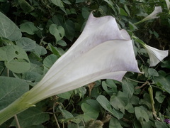 Datura innoxia