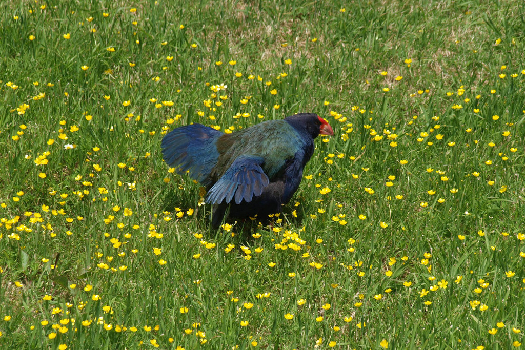 Swamphens and Blue Gallinules in December 2011 by Mike Lusk · iNaturalist