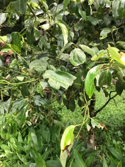 Cinnamomum burmanni
