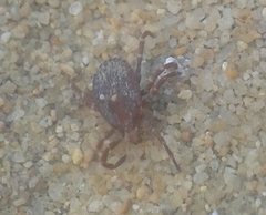 Amblyomma triguttatum