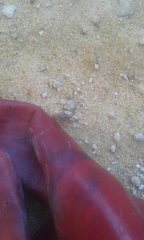 Amblyomma triguttatum