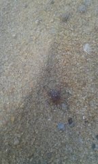 Amblyomma triguttatum