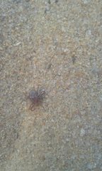 Amblyomma triguttatum