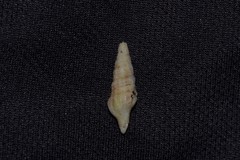 Fasciolariidae