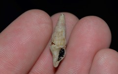 Fasciolariidae