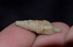 Fasciolariidae