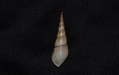 Thiaridae