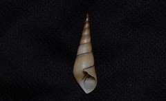 Thiaridae