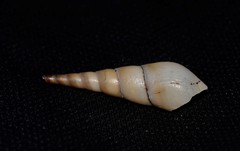 Thiaridae