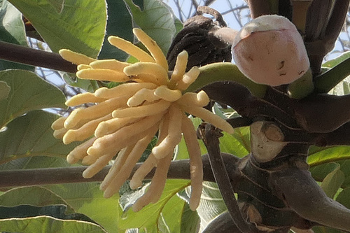 trumpet tree