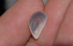 Septifer bilocularis
