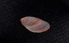 Septifer bilocularis