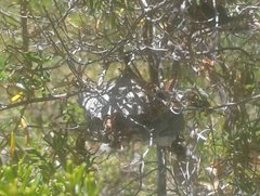 Polistes humilis synoecus