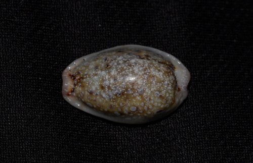 Cypraea gangranosa observed 2019-05-21