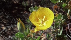 Calochortus weedii