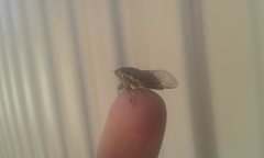 Physeema quadricincta