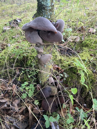Auricularia cornea