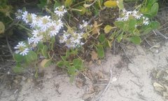 Chrysorutilia