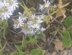 Chrysorutilia