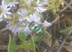 Chrysorutilia