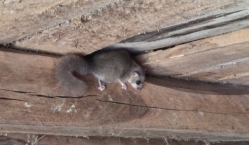 European Fat Dormouse