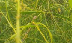 Coleotichus costatus