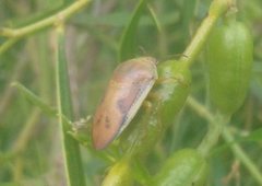 Coleotichus costatus