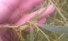 Coleotichus costatus