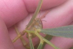 Coleotichus costatus