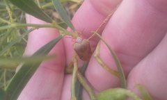 Coleotichus costatus