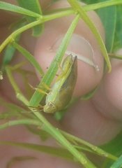 Coleotichus costatus