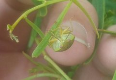 Coleotichus costatus