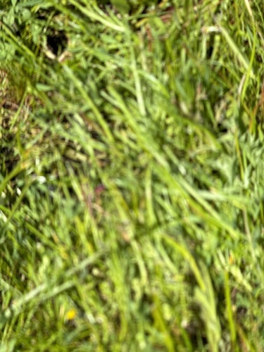 iNaturalist observation photo of Plants