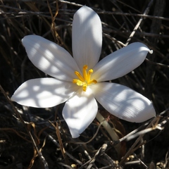 Gethyllis verticillata