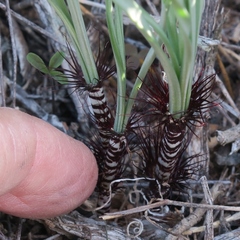 Gethyllis verticillata