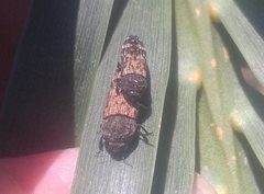 Xyroscelis crocata