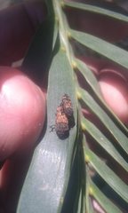 Xyroscelis crocata