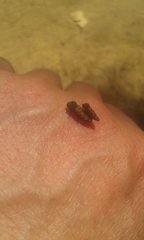 Xyroscelis crocata