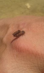 Xyroscelis crocata