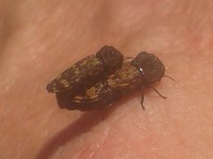 Xyroscelis crocata
