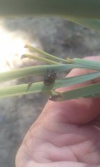 Xyroscelis crocata